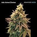 Auto Animal Zookies (Advanced Seeds) féminisée