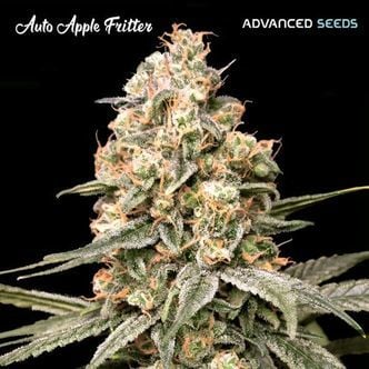 Auto Apple Fritter (Advanced Seeds) féminisée