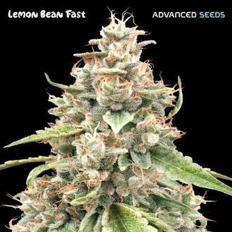 Lemon Bean Fast (Advanced Seeds) féminisée