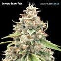 Lemon Bean Fast (Advanced Seeds) féminisée