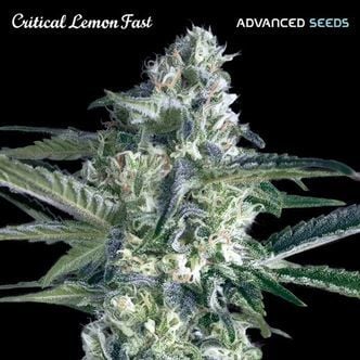 Critical Lemon Fast (Advanced Seeds) féminisée