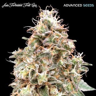 Auto Forbidden Fruit Cake (Advanced Seeds) féminisée