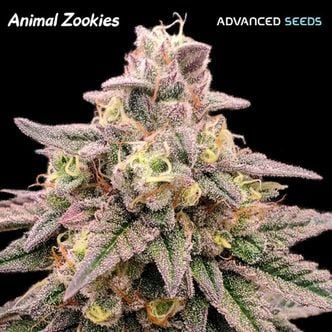 Animal Zookies (Advanced Seeds) féminisée