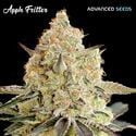 Apple Fritter (Advanced Seeds) féminisée