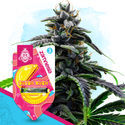 Pack Classic Legends - Variétés à autofloraison