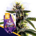 Pack Classic Legends - Variétés à autofloraison