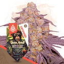 Pack Full Throttle - Variétés à autofloraison