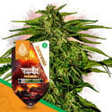 Pack Super THC - Graines hybrides F1