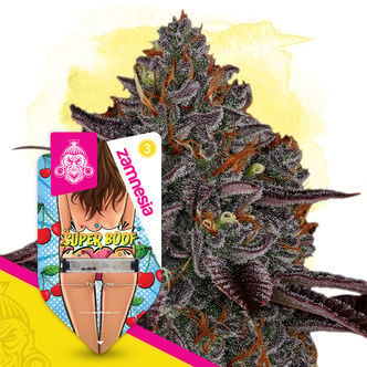 Super Boof (Zamnesia Seeds) féminisée