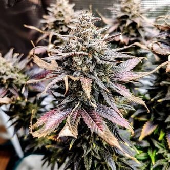 Mimosa (Pure Instinto) Feminized