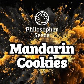 Mandarin Cookies (Philosopher Seeds) féminisée