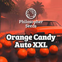 Orange Candy Auto XXL (Philosopher Seeds) féminisée