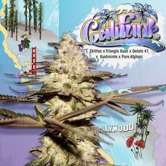 CaliFunk (T.H.Seeds) féminisée