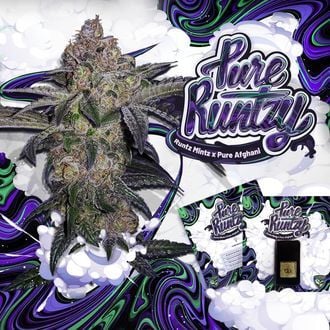 Pure Runtzy (T.H.Seeds) féminisée