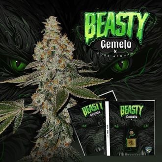 Beasty (T.H.Seeds™) féminisée