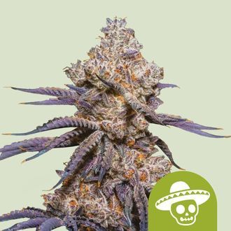 Mexican Rush Auto (Royal Queen Seeds) féminisée