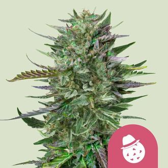 Do-Si-Dos (Royal Queen Seeds) féminisée