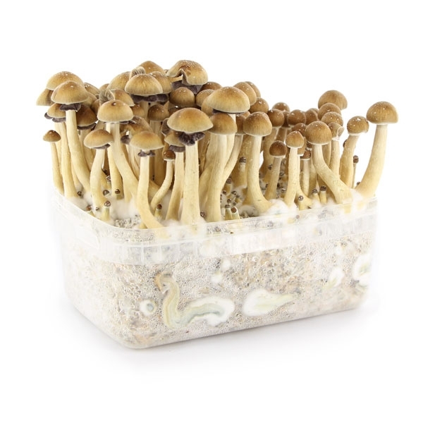Boîte de culture de champignons
