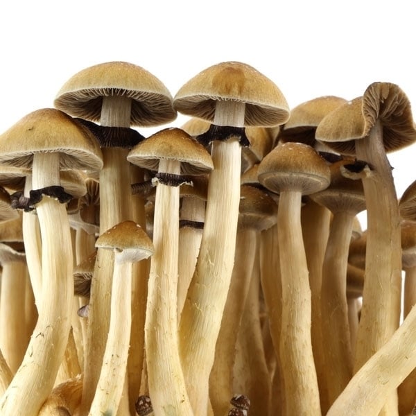 Pleurette, la start-up à l'origine des kits de champignons à