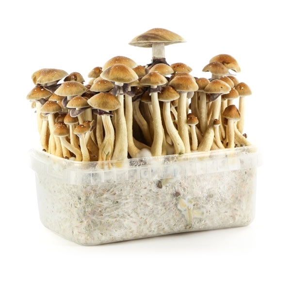 Guide pour cultiver des champignons magiques de Freshmushrooms- Alchimia  Grow Shop