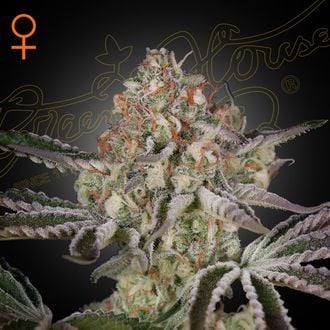 Great White Shark (Greenhouse Seeds) féminisée