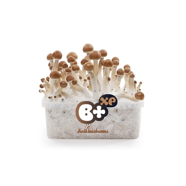 Kit culture champignons magiques Freshmushrooms avec mini serre chauffée