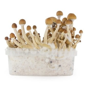 ESTINK tente de culture de champignons Kit de Monotub pour Champignons,  Boîte à Air Immobile pour la Culture de jardin outils
