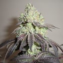 Girl Scout Cookies (Zamnesia Seeds) Feminiseé