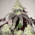 Girl Scout Cookies (Zamnesia Seeds) Feminiseé