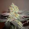 Girl Scout Cookies (Zamnesia Seeds) Feminiseé