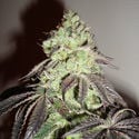 Girl Scout Cookies (Zamnesia Seeds) Feminiseé