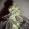 Girl Scout Cookies (Zamnesia Seeds) Feminiseé