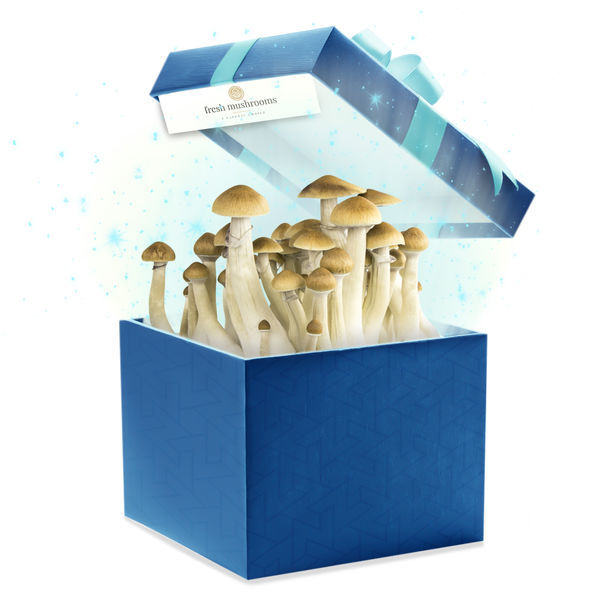 Shiitake Lentinus edodes : Kit de culture de champignons pour débutant Sac  de culture facile. -  France