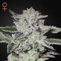 Sweet Valley Kush (Greenhouse Seeds) Féminisée