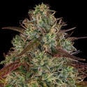 Larry Bird Kush (Zamnesia Seeds) féminisée