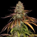 Larry Bird Kush (Zamnesia Seeds) féminisée