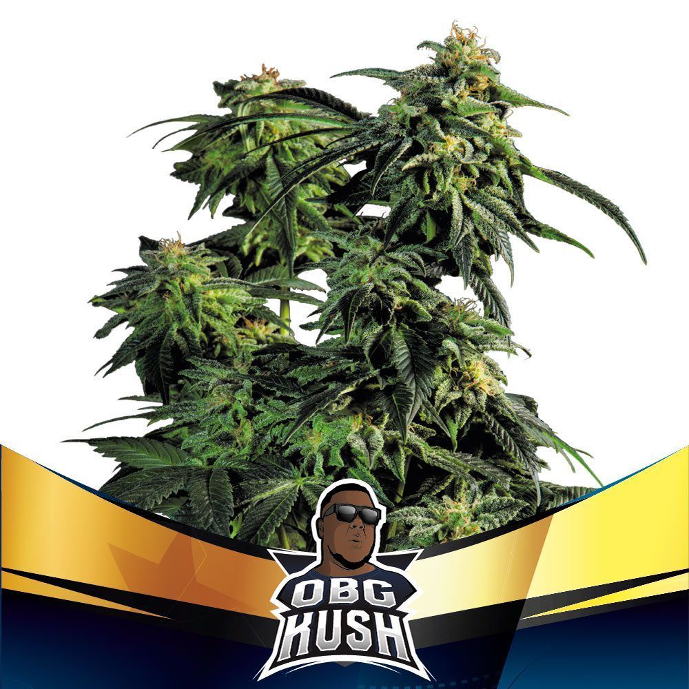 Obg Kush Bsf Seeds Graines De Cannabis Zamnesia