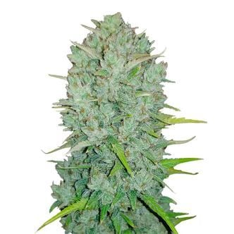 Comment choisir le bon broyeur - Fast Buds Graines de Cannabis Autofloraison