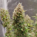 Runtz Automatic (Zamnesia Seeds) féminisée