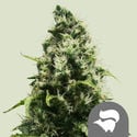 Skunk XL (Royal Queen Seeds) régulière