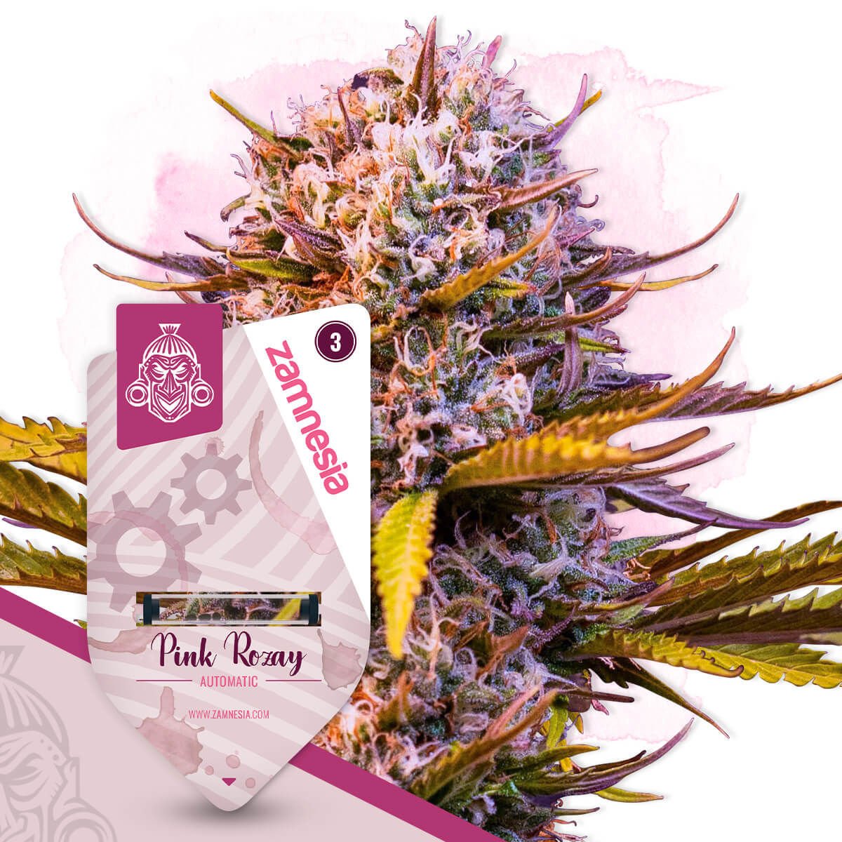 Pink Rozay Automatic | Zamnesia Seeds - Zamnesia