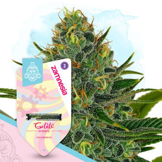 Gelato Automatic (Zamnesia Seeds) féminisée