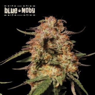 Blue Moby (Seedstockers)