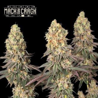 Mack and Crack (Seedstockers)