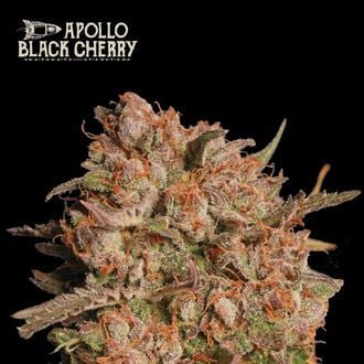 Apollo Black Cherry Auto (Seedstockers) feminized