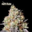 Panty Punch Auto (Seedstockers)