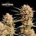 Thunder Banana Auto (Seedstockers) feminized