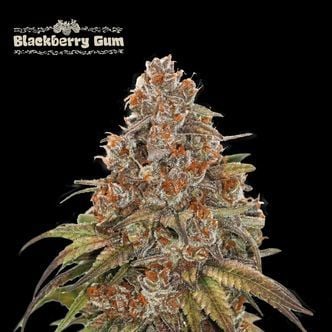 Blackberry Gum Auto (Seedstockers) féminisée