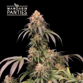 Mandarin Panties (Seedstockers) féminisée