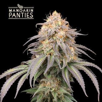 Mandarin Panties Auto (Seedstockers) féminisée